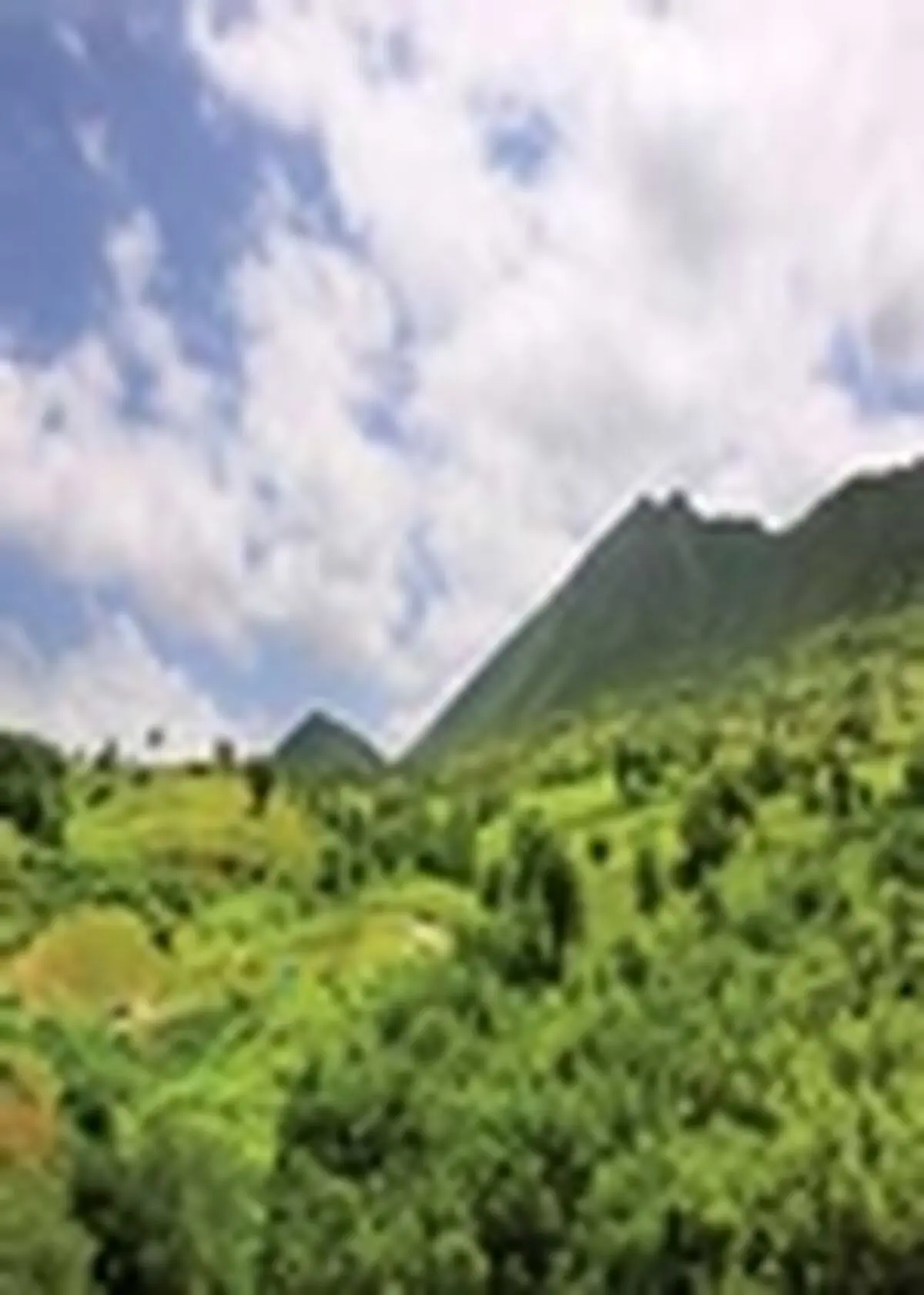 خلع ید ۱۱۸ هزار متر مربع از اراضی ملی در چالوس