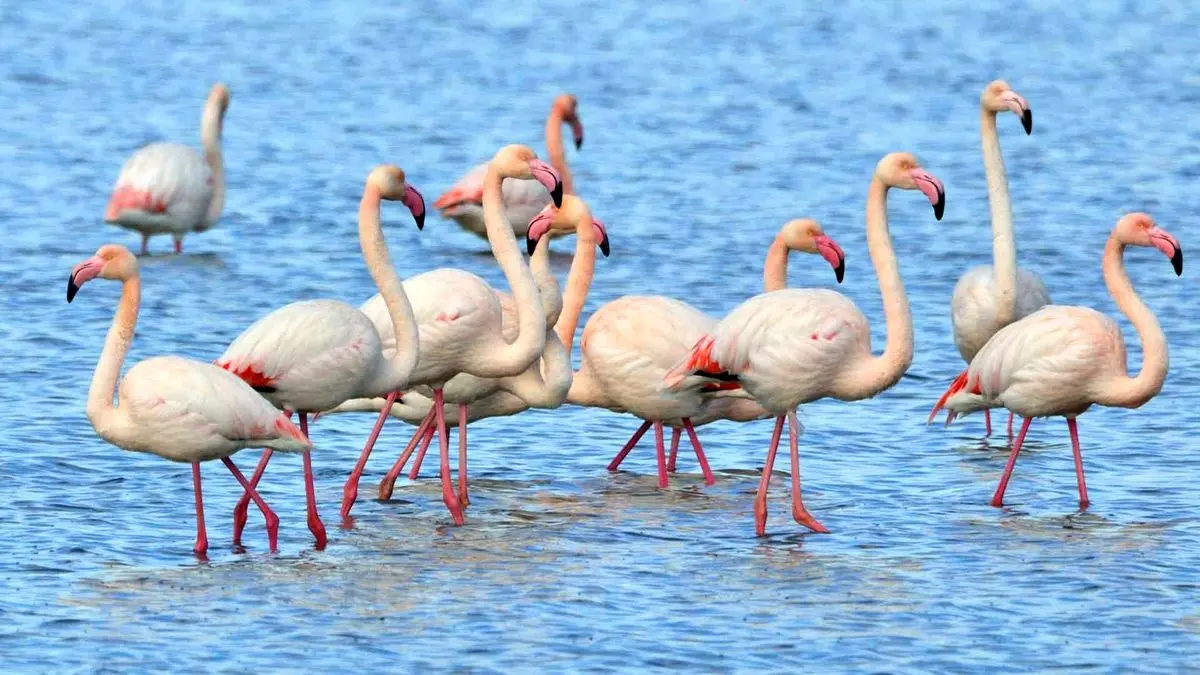 حضور بیش از ۷ هزار فلامینگو در زیستگاه‌های خوزستان

