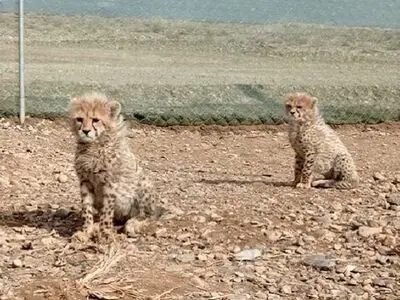 آنچه در سه ماه گذشته بر «آذر» و «توران» گذشت/ «تکثیر در اسارت» بخش کوچکی از فرآیند حفاظت از یوزپلنگ ایرانی است 