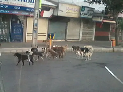 جمع آوری سگ‌های بلاصاحب در شهر کرمانشاه