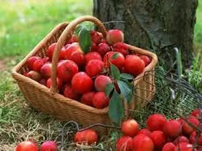 طرز تهیه شربت سیب با روش‌های متفاوت