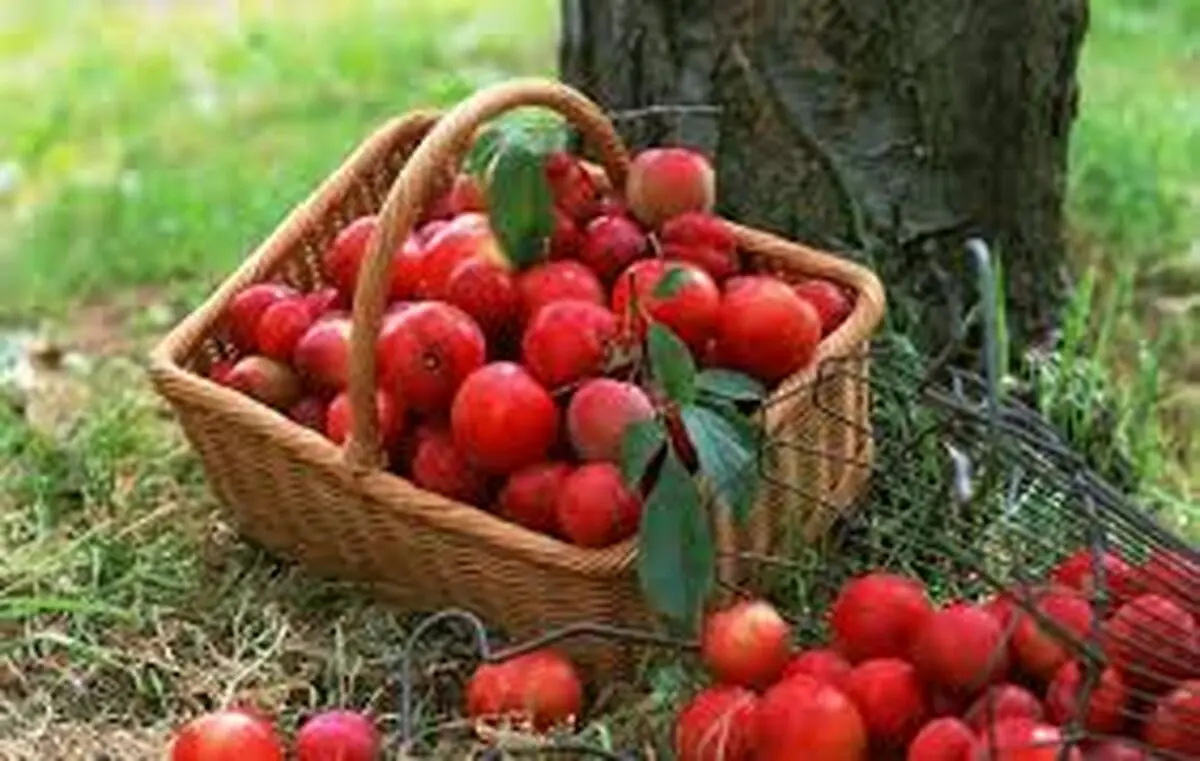 طرز تهیه شربت سیب با روش‌های متفاوت