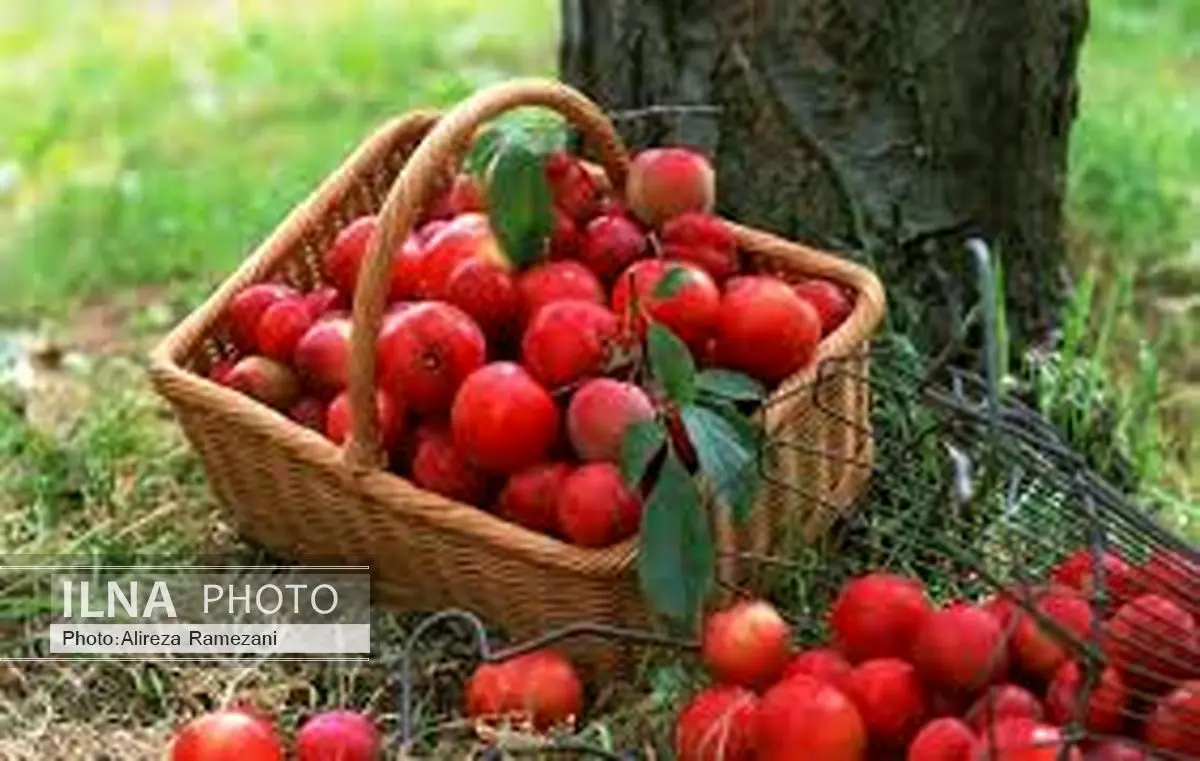 شادابی پوست با سرکه سیب
