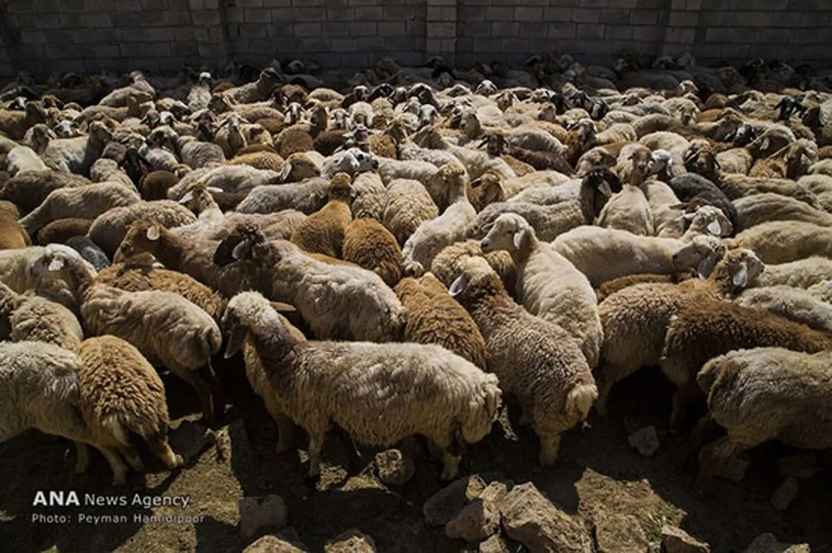 دستگیری سارقان ۹۰۵ گوسفند در محور باشت - گچساران 