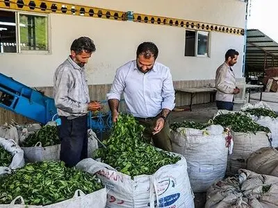 مهلت خرید تضمینی برگ سبز چای از چایکاران شمال کشور