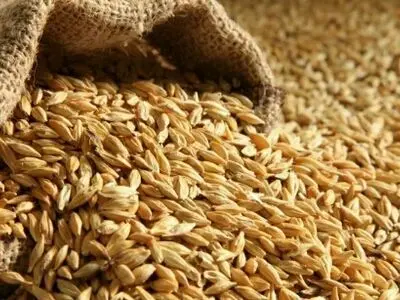 قیمت تضمینی جو ابلاغ شد
