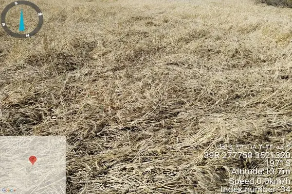 فیلم از وارد شدن خسارت به مزارع گندم در شهرستان شوشتر 