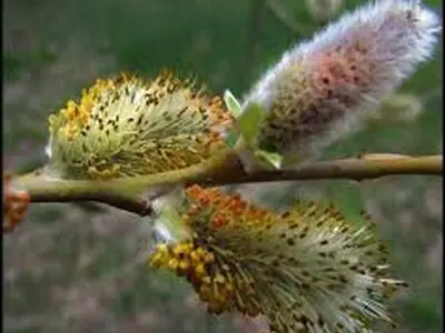 آغاز برداشت بیدمشک در آذربایجان غربی/استان در تولید بیدمشک و فراورده های آن در کشور جایگاه ویژه دارد