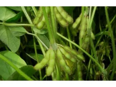 ۱۲ هکتار از اراضی کشاورزی سوادکوه زیر کشت سویا رفت