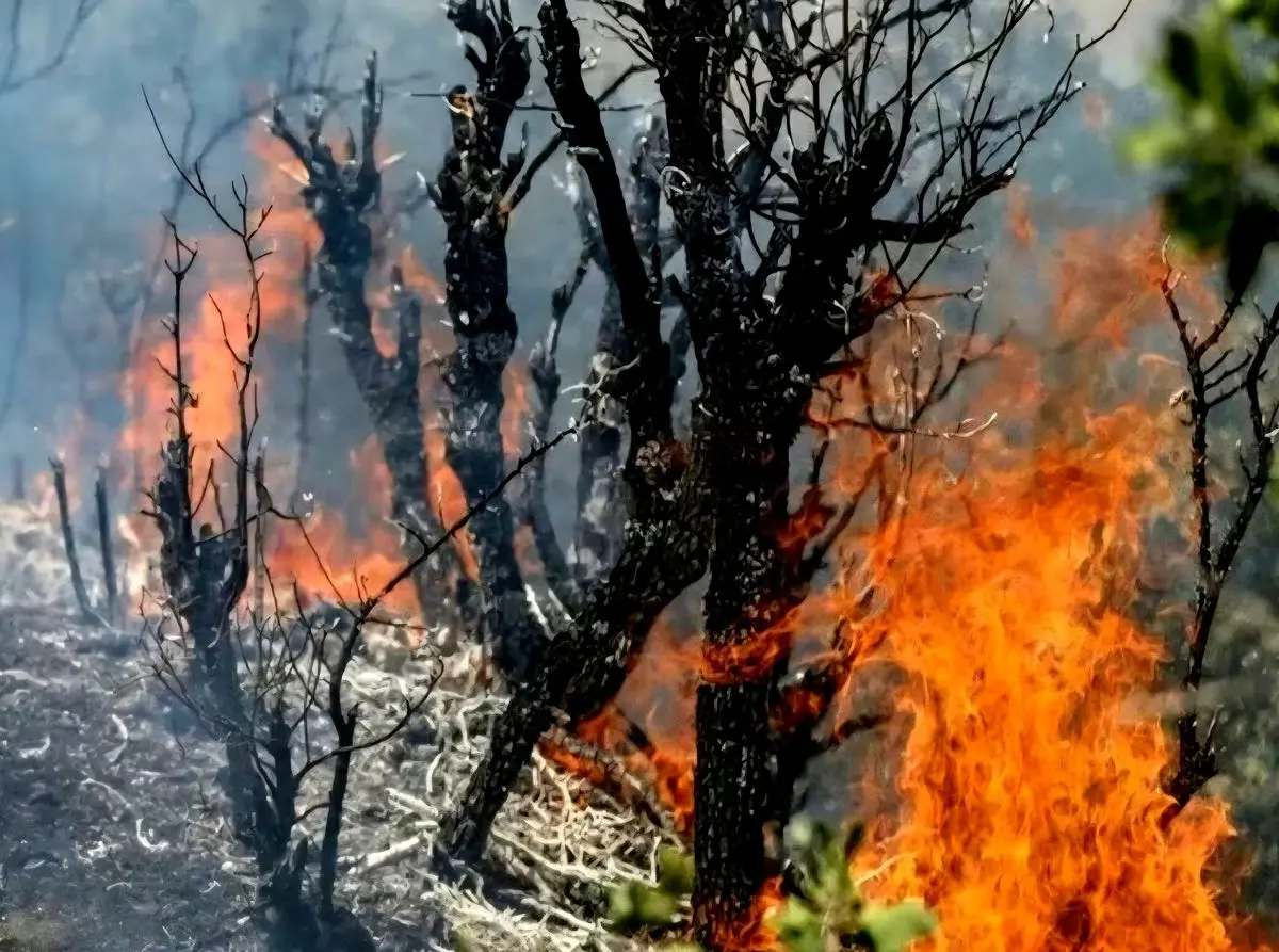 آتش‌سوزی مجدد در جنگل‌های مرزن‌آباد چالوس