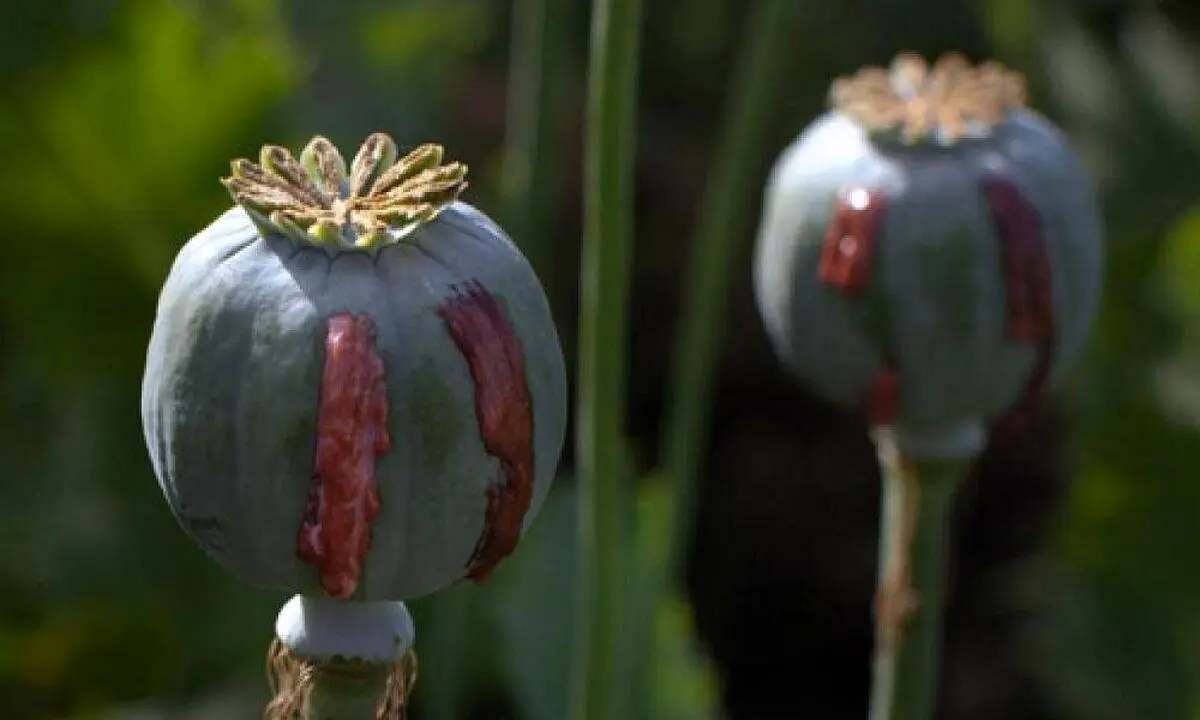 مصریان باستان هم تریاکی بودند؟ 