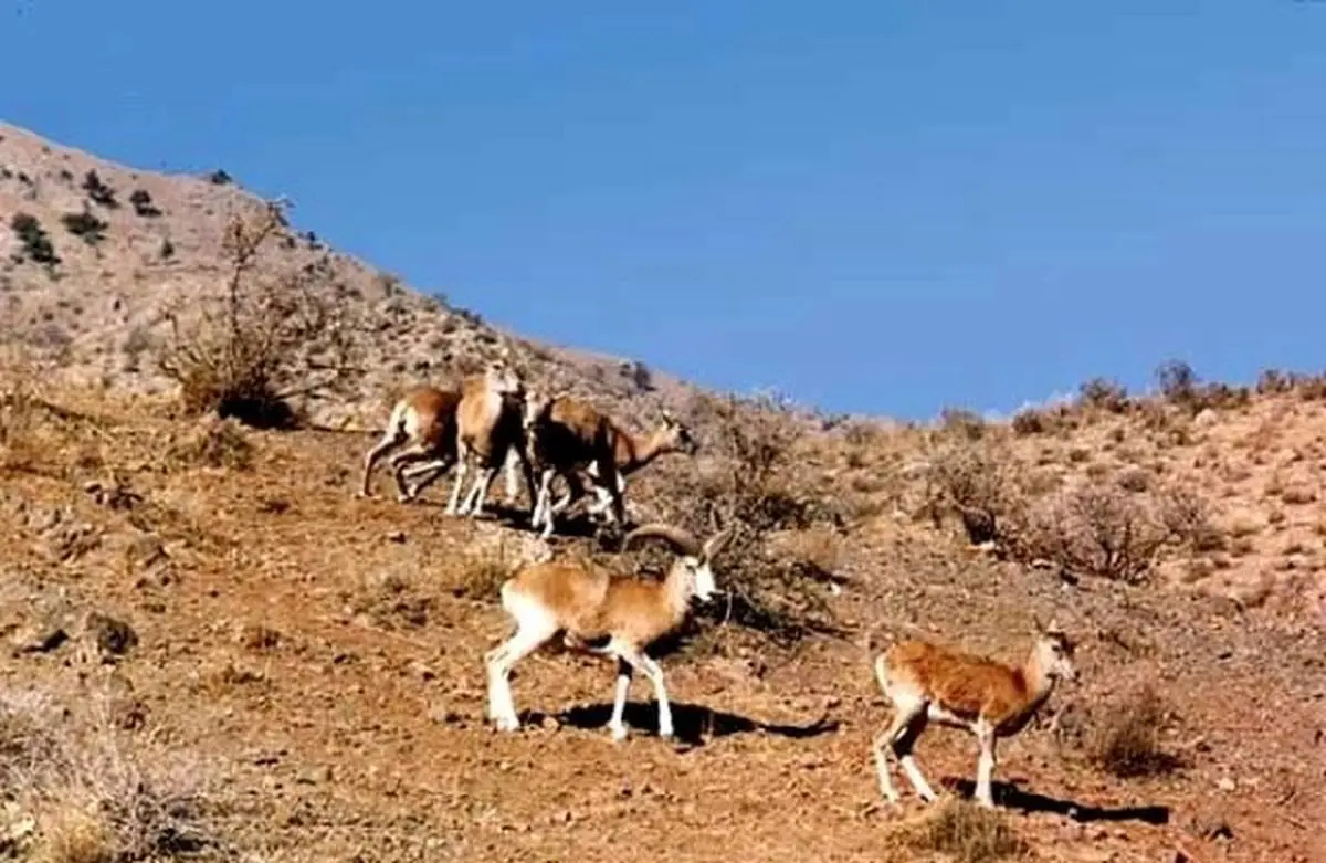 اجرایی شدن هوشمندسازی حفاظت در پناهگاه حیات‌وحش سفیدکوه ازنا 