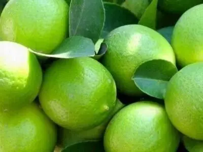 فارس رتبه نخست تولید لیموترش در کشور شد
