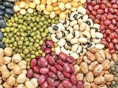 معرفی 6 لاین جدید لوبیا در پردیس تحقیقات و آموزش لوبیا خمین 