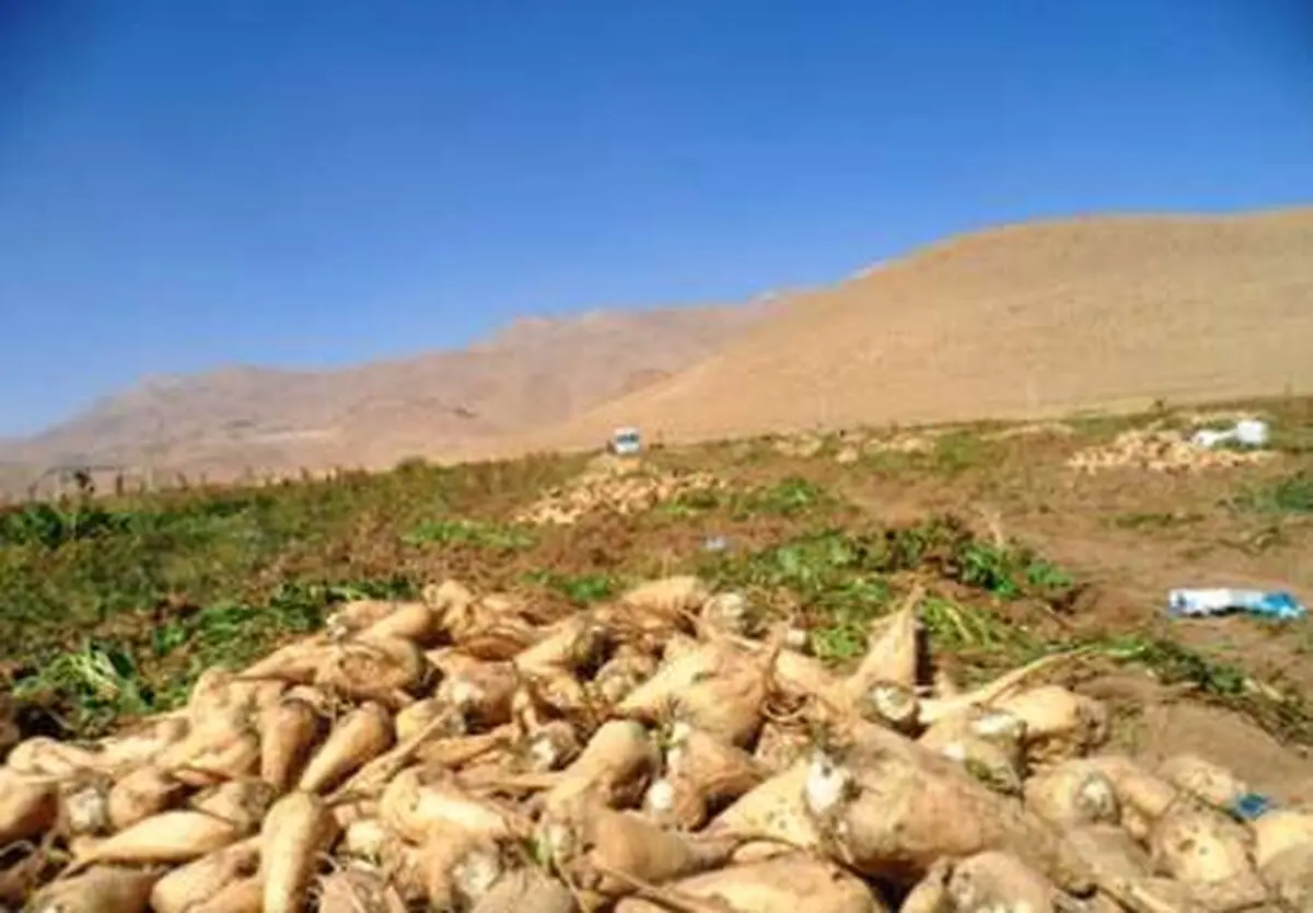 واردات بی رویه ضربه سنگینی به تولید چغندرقند وارد کرد/ تولید شکر در سال ٩٥ در ١٢٢ سال گذشته بی سابقه بود