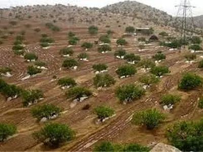 بیش از 4 میلیون اصله نهال در همدان تولید شد