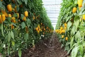 ۵۰۰ هکتار طرح گلخانه‌ای جدید هرمزگان در دست اجرا