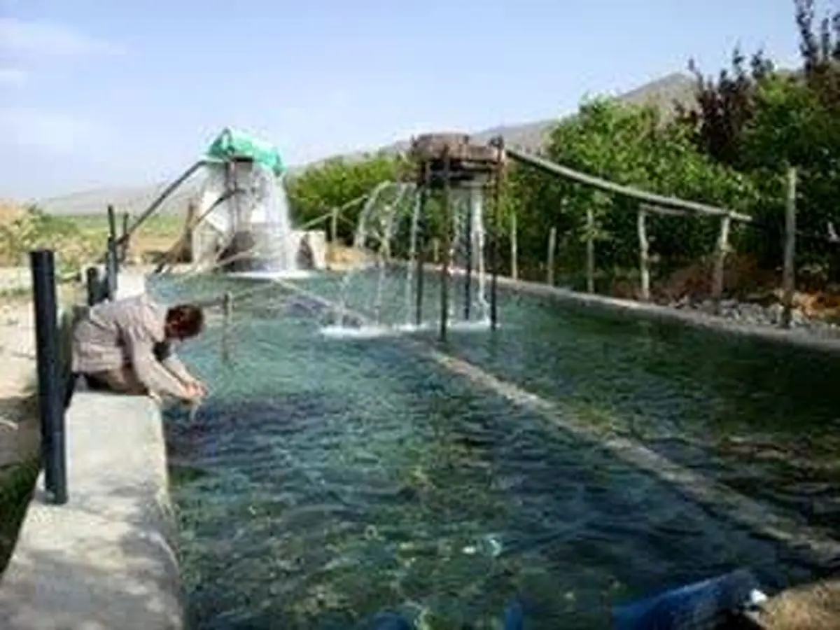 رهاسازی یک میلیون و ۴۰۰ هزار قطعه بچه ماهی در استخرهای کشاورزی فارس  