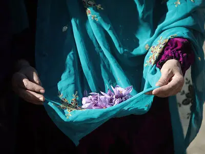  دومین جشنواره شکرنه برداشت زعفران در خوزستان برگزار شد