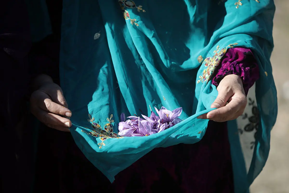 دومین جشنواره شکرنه برداشت زعفران در خوزستان برگزار شد