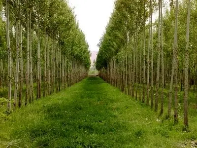 زراعت چوب در گلستان؛ طرحی ملی با ظرفیت‌های گسترده و نیازمند حمایت مسئولان