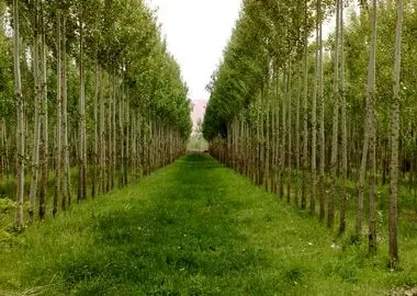 زراعت چوب در گلستان؛ طرحی ملی با ظرفیت‌های گسترده و نیازمند حمایت مسئولان