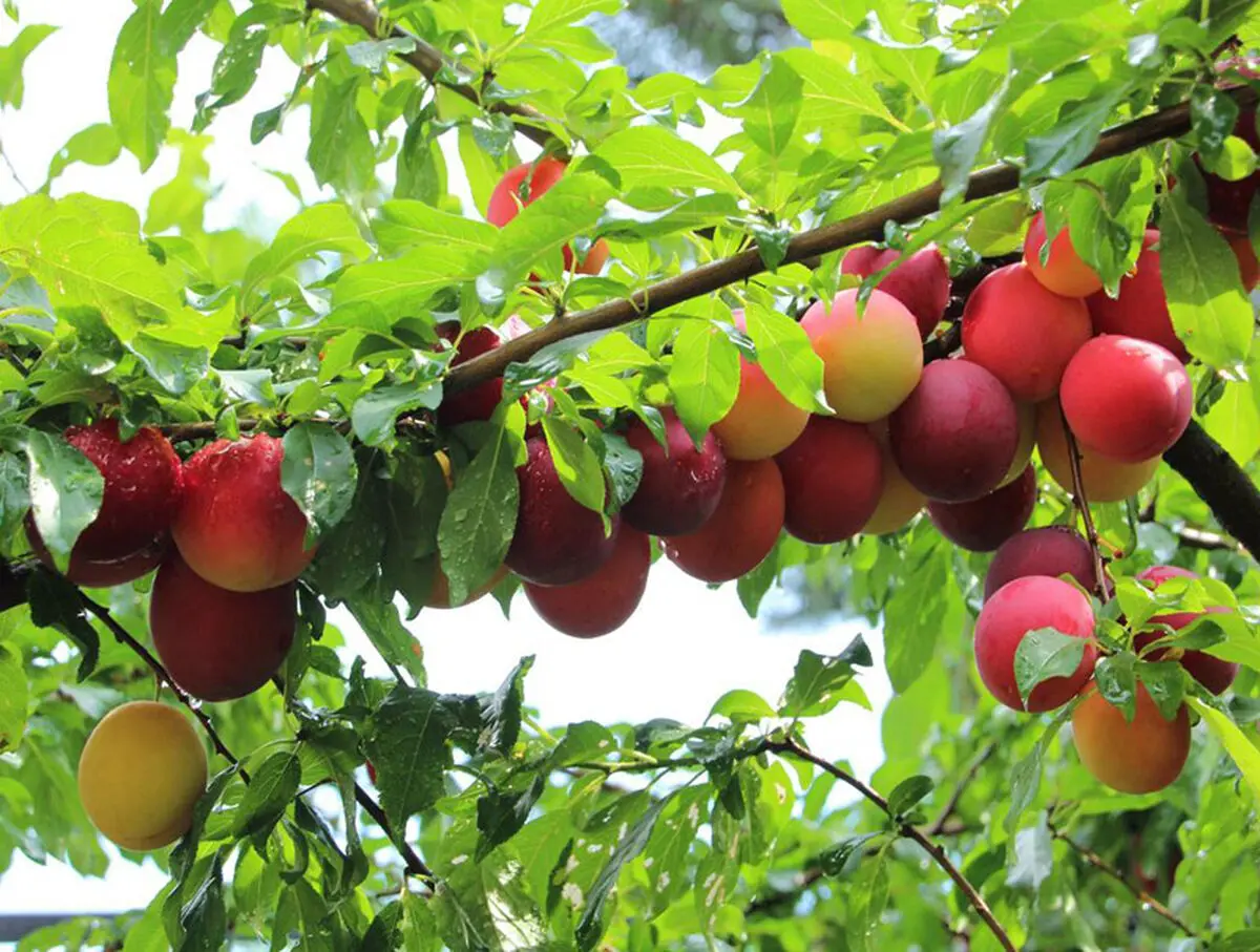 برگزاری ۷ جشنواره کشاورزی در گیلان/ از جشنواره گلاب‌گیری تا چای و آلوچه