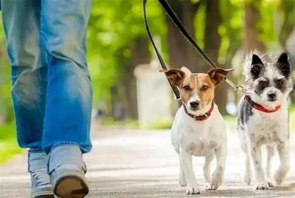 ورود سگ به پارک النگدره گرگان ممنوع شد