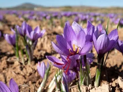 ۹۰ درصد زعفران جهان در ایران کشت می‌شود 