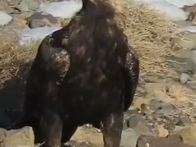 مشاهدۀ گونۀ نادر عقاب شاهی در نطنز + فیلم