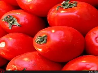  تولید گوجه فرنگی در زنجان