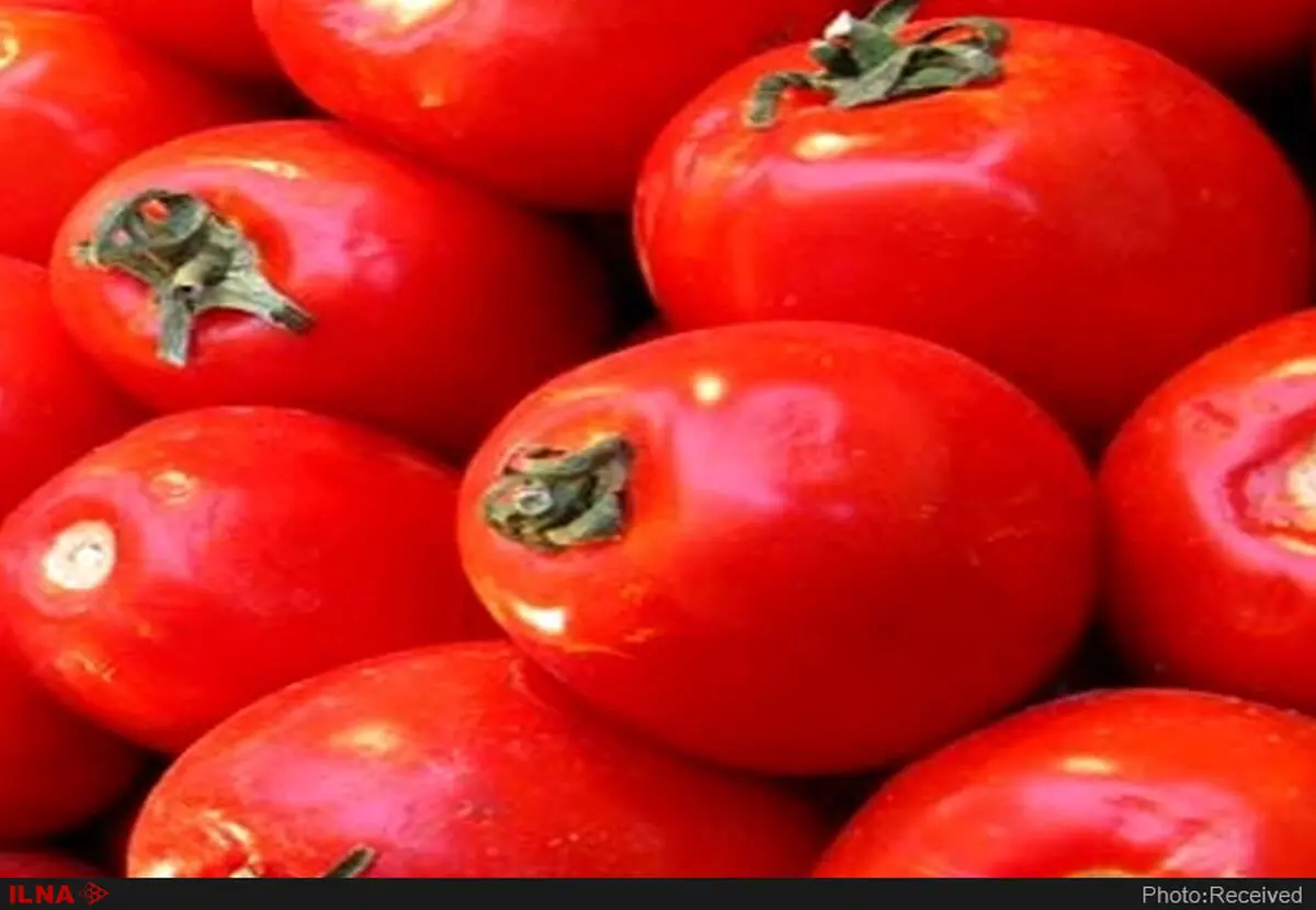  تولید گوجه فرنگی در زنجان