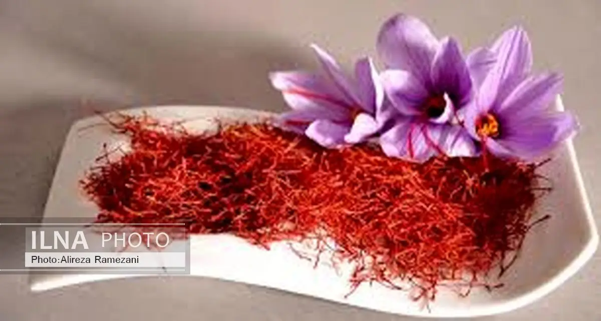 طرح ملی زعفران در مرحله بازبینی نهایی/ اعلام دلیل اختلاف آمار صادراتی گمرک و وزارت جهاد کشاورزی