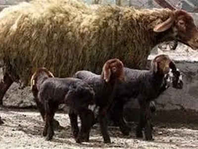 توان تولید گوسفند افشاری در زنجان بالاتر از نمونه‌های وارداتی است