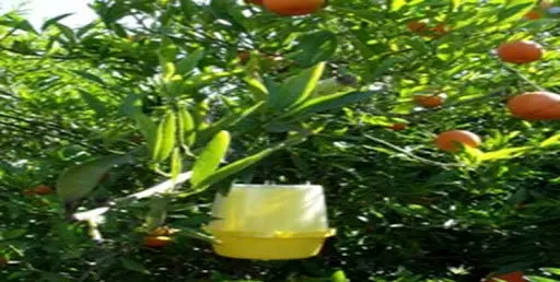 مگس میوه در 200 هکتار از باغ های محمودآباد ردیابی شد/ توزیع رایگان اقلام برای مبارزه