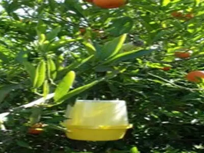 مگس میوه در 200 هکتار از باغ های محمودآباد ردیابی شد/ توزیع رایگان اقلام برای مبارزه