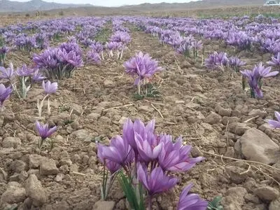 هرگونه خروج پیاز زعفران از کشور ممنوع است