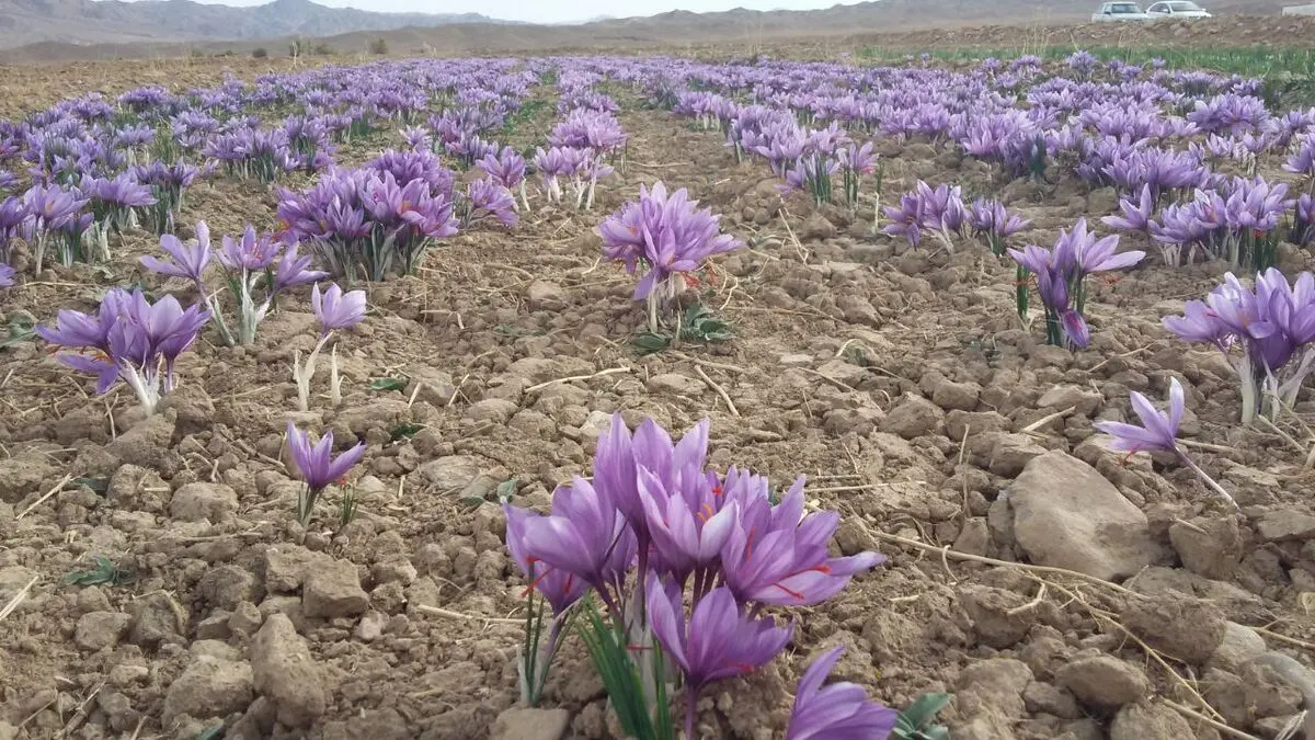هرگونه خروج پیاز زعفران از کشور ممنوع است