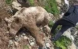 تلف شدن یک قلاده خرس در منطقه حفاظت‌شده چلچمه و سارال