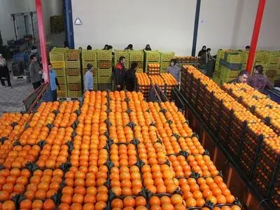 ارائه طرح ذخایر احتیاطی تنظیم بازار تا پایان فروردین / هیچ فسادی در عرضه میوه شب عید نداشتیم