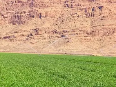 افزایش سطح زیر کشت گندم در فارس