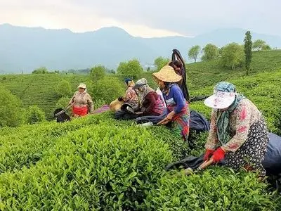 خرید ۴ هزار تُن برگ سبز چای از بهره‌برداران شمال کشور /کیفیت چای امسال بالاتر است