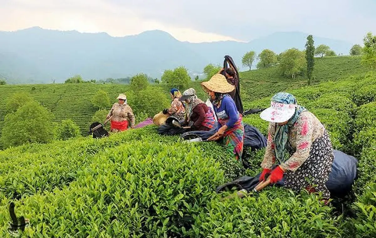 خرید ۴ هزار تُن برگ سبز چای از بهره‌برداران شمال کشور /کیفیت چای امسال بالاتر است
