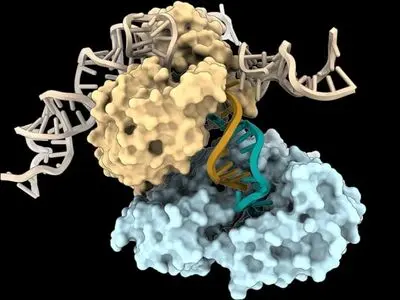 دانشمندان راهی عجیب برای ساخت DNA کشف کردند | ساخت ملکول وراثت، بدون الگو برای نخستین بار