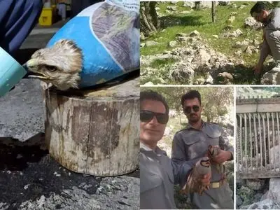 نجات یک سارگپه مصدوم و بازگشت کبک‌ها به طبیعت؛ جلوه‌ای از حفاظت محیط زیست در کرمانشاه
