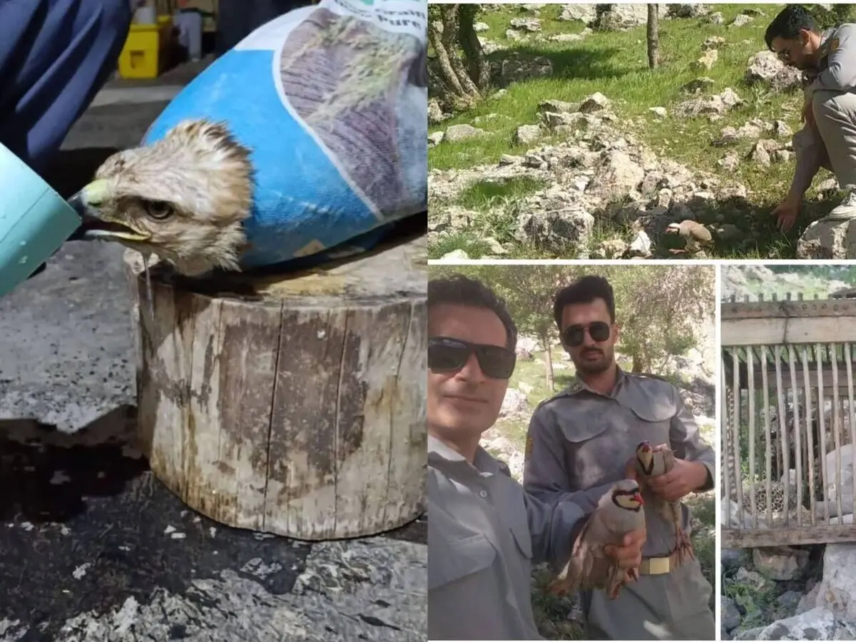نجات یک سارگپه مصدوم و بازگشت کبک‌ها به طبیعت؛ جلوه‌ای از حفاظت محیط زیست در کرمانشاه