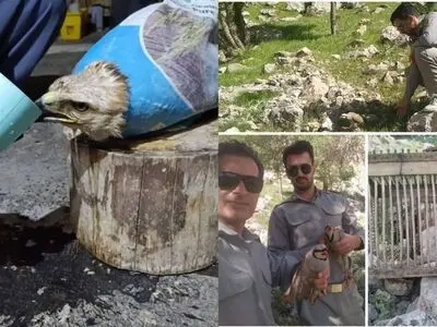 نجات یک سارگپه مصدوم و بازگشت کبک‌ها به طبیعت؛ جلوه‌ای از حفاظت محیط زیست در کرمانشاه