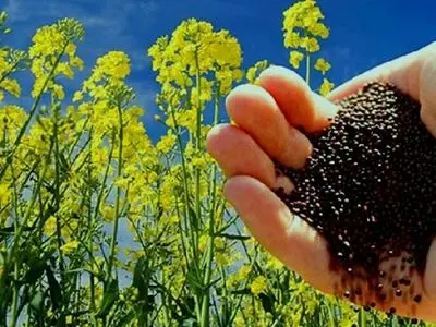خرید تضمینی 772 هزار و 150 کیلوگرم کلزا در استان مرکزی 