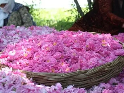 غربت در خاک وطنی؛ غفلت در زنجیره ارزش‌گذاری صنعت گل‌محمدی استان مرکزی / خطای شناختی در عقب‌ماندگی از قافله گردشگری 