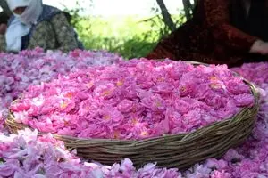 غربت در خاک وطنی؛ غفلت در زنجیره ارزش‌گذاری صنعت گل‌محمدی استان مرکزی / خطای شناختی در عقب‌ماندگی از قافله گردشگری